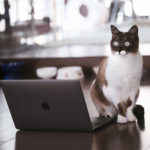 海外移住希望者が仕事に悩んだらIT系スキルを身につけるべき理由